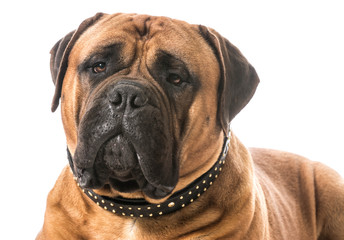 bullmastiff portrait