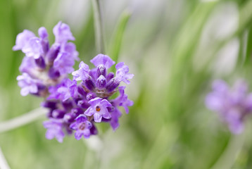 lavender flower in a garden