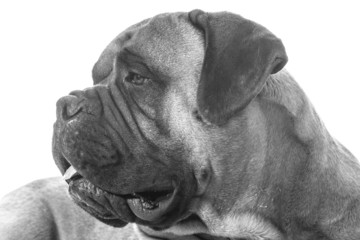 bullmastiff portrait