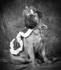 spoiled dog