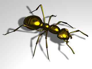 black ant