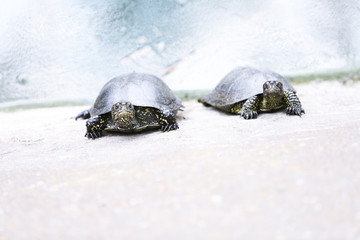 Two turtles