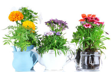 Flowers in decorative pots isolated on white