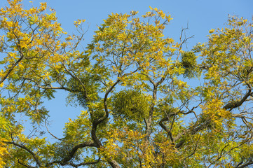 Mistletoe on convoluted Tree