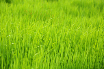 Beautiful green grass in field
