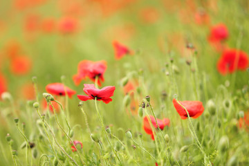 Poppy flowers, outdoors
