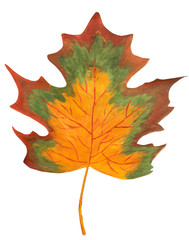 Decorative maple leaf in hand isolated on white