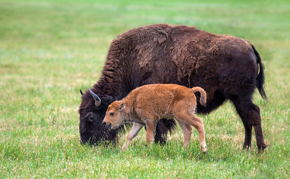 Buffalo cow and a calf