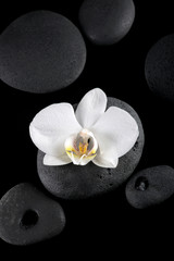 step stones decoration with orchid