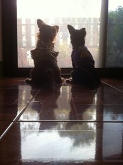 2 dogs chihuaua sitting and looking outside 