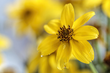 Cute Yellow Flower