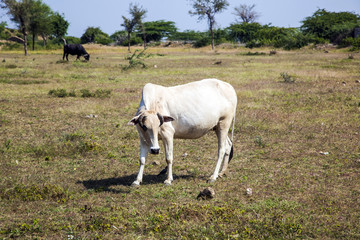 Obraz premium indian cow grazes at the meadow