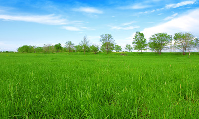 Green field under blue clouds sky