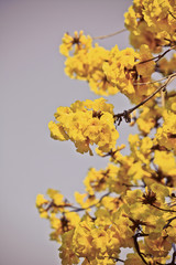 goled tree flower (yellow pui)