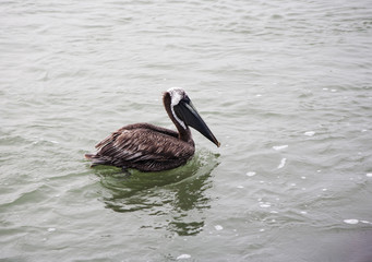 One brown pelican hunting for fish