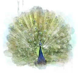 Fotobehang Peacock © SunnyS
