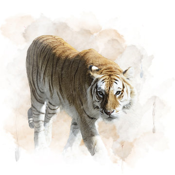 Tiger Walking
