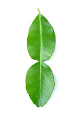 Kaffir Lime leaves - isolated - herb used in Asian food 