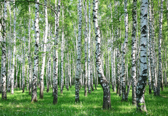 Obraz premium Wiosna brzozowy las ze świeżymi zieleniami