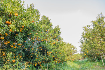 Fototapeta na wymiar citrus farm