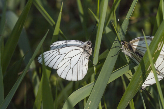 butterflies in love