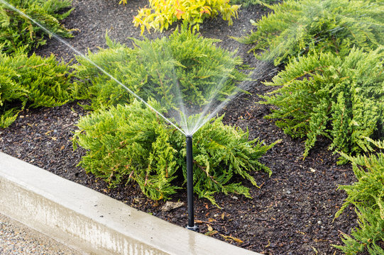 Irrigation sprinklers watering landscape