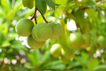 Cerbera oddloam fruit on tree