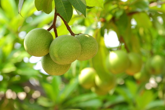 Cerbera oddloam fruit on tree