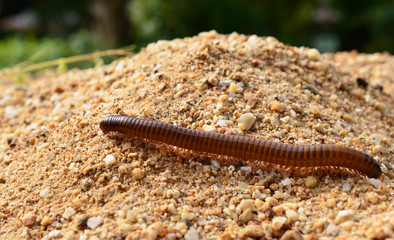 Millipede