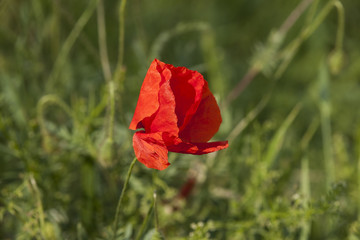 poppy in spring