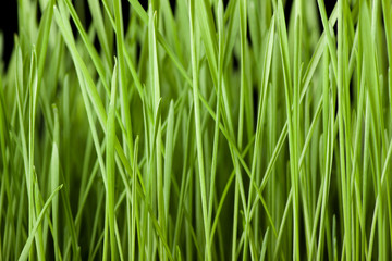 Fresh green grass background