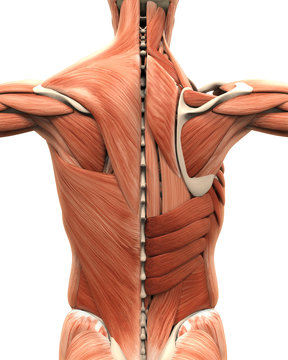 Muscular Anatomy of the Back