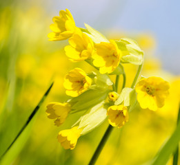 Primula veris / echte Schlüsselblumen :)