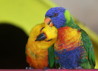 Pair of parrots
