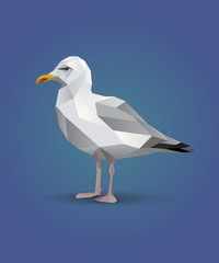 Seagull bird
