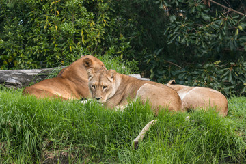resting lionesses