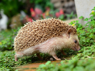 Hedgehog