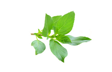 Ocimum basilicum Linn on white background.