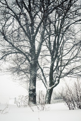 snowfall trees
