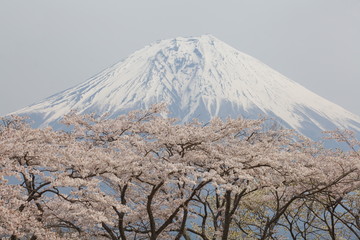 Naklejka premium góra fuji i sakura
