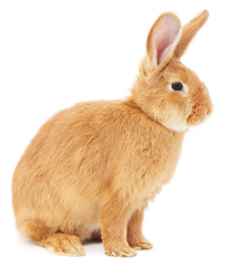 Naklejka premium Rabbit