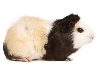 Guinea pig