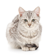 Kitten on a white background