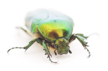 green beetle
