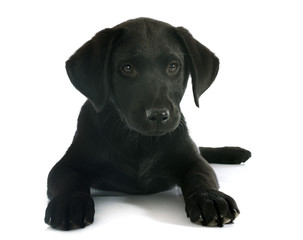 puppy labrador retriever