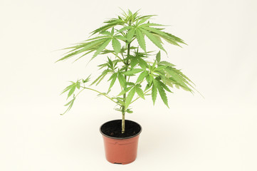 Marijuana