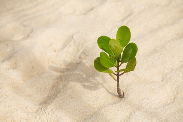 Mangrove forest at beach