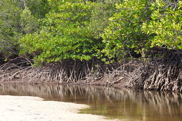 tropical landscape of mangrove forest from south of thailand