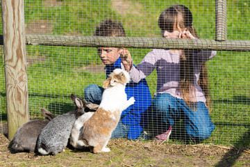 Naklejka premium Kids feeding rabbits
