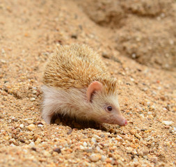 Hedgehog